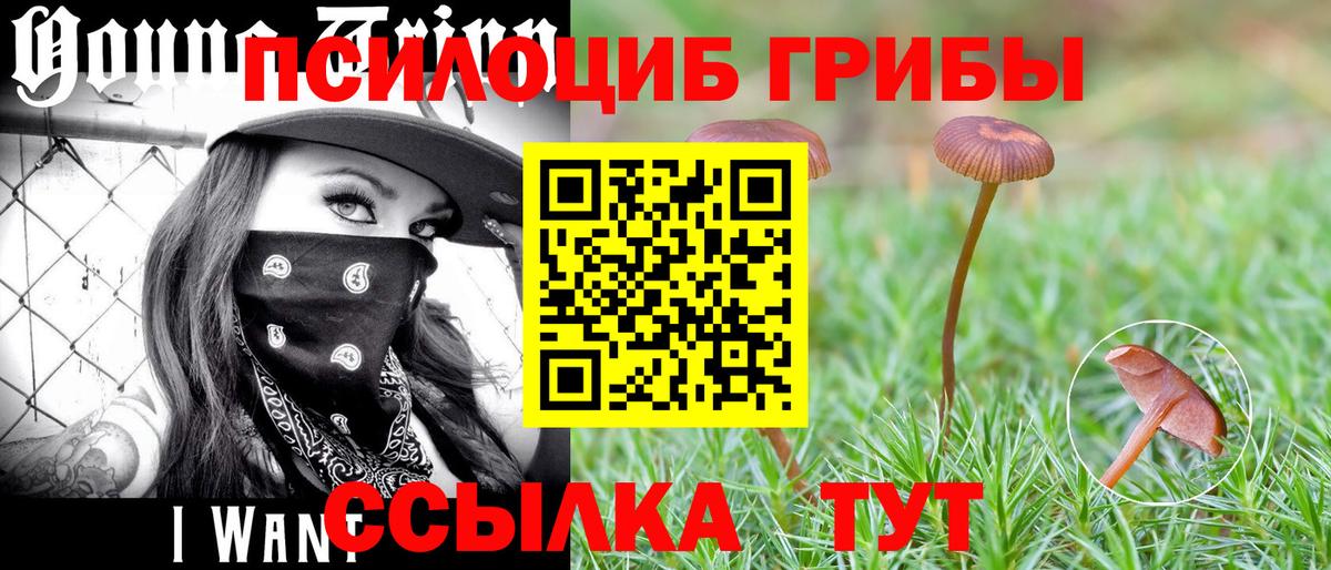 Псилоцибиновые грибы Cubensis Туапсе